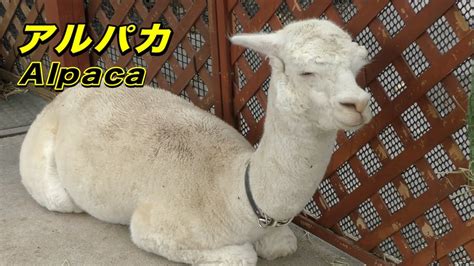 アルパカ イケメン|【可愛い動物】アルパカ〜イケメン？かわいい？？〜（Alpaca）。